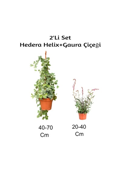 Hedera Helix+ Gaura Çiçeği 2'li Set Dış Mekan Bitkisi