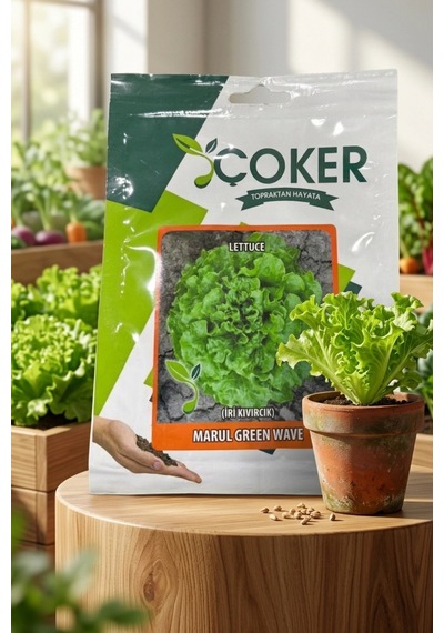 Çoker İri Kıvırcık Marul Tohumu 10 Gr