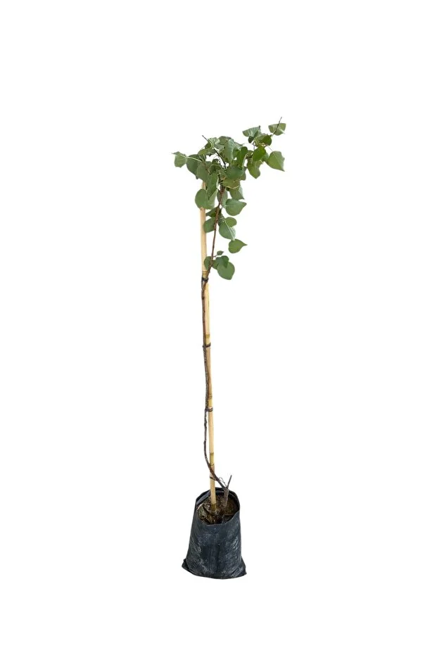 Şekerpare Kayısı Fidanı - 2 Yaş Tüplü, Canlı, Sağlıklı 140 Cm