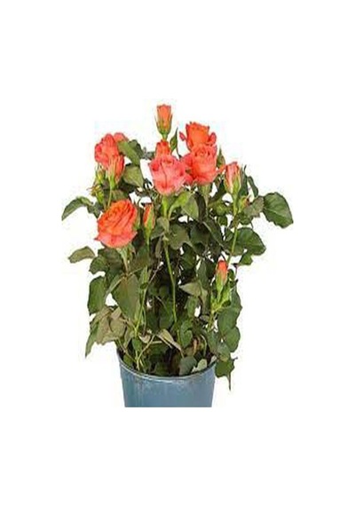 Nar Çiçeği Gül Fidanı Kokulu 3 Adet Saksılı 50-90 Cm Pomegranate Blossom Rose Sapling
