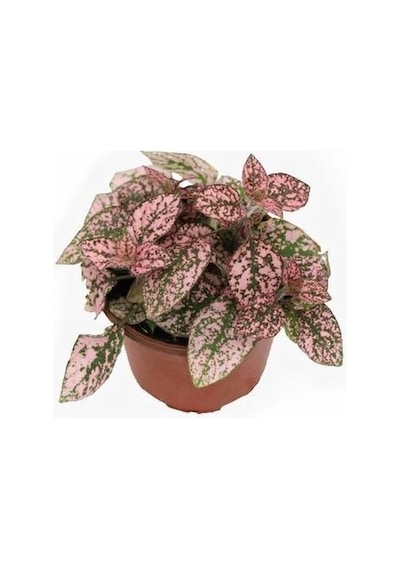 Pembe Çilli Yaprak Çiçeği Hostes Çiçeği Hipoestes Phyllostachya 10-20 Cm