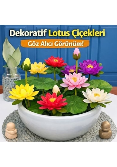 20 Adet Lotus Çiçeği Tohumu Nilüfer Çiçeği Karışık Renkli Orjinal Lotus Su Ve Toprakta Yetişir 20beyazcipso
