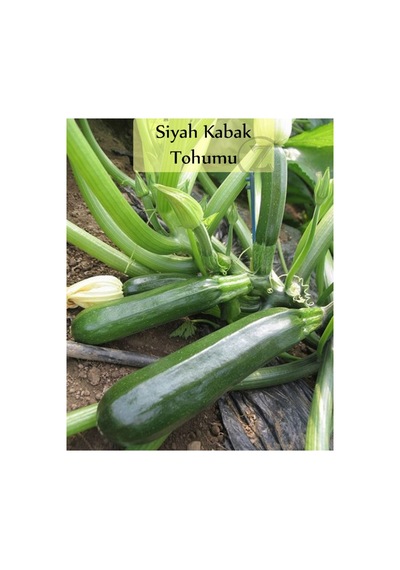 Siyah Kabak Tohumu 1 Paket 10gr 100+ Adet Kabak Tohumu Siyah