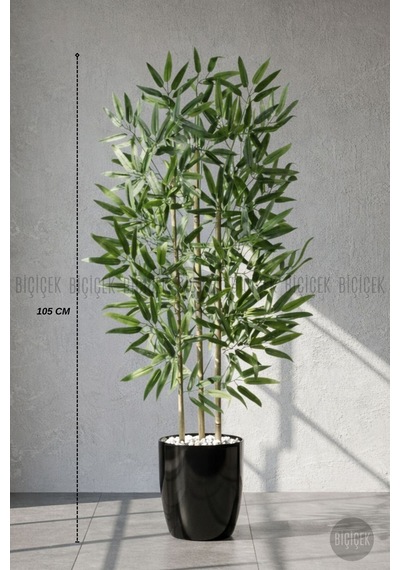 110 Cm Bambu Ağacı Siyah Yakut Saksıda