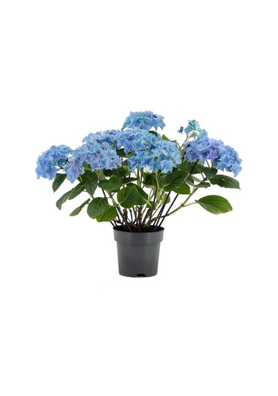 Açık Mavi Ortanca Fidanı 10-20 Cm