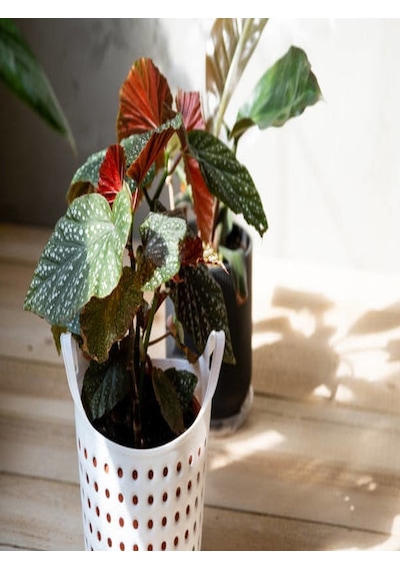 Serada Decor Plant Çilli Begonya Yerli 14.5 Saksıda Dolgun Formlu İç Mekan Bitkisi