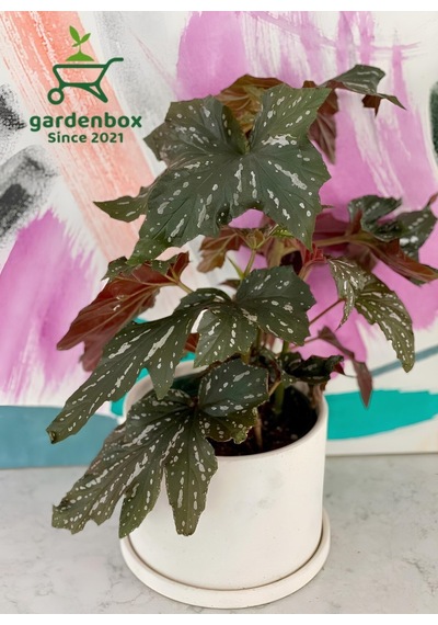 Çiçekli Çilli Çınar Begonya Çiçeği 1 Adet Saksılı 30-40cm