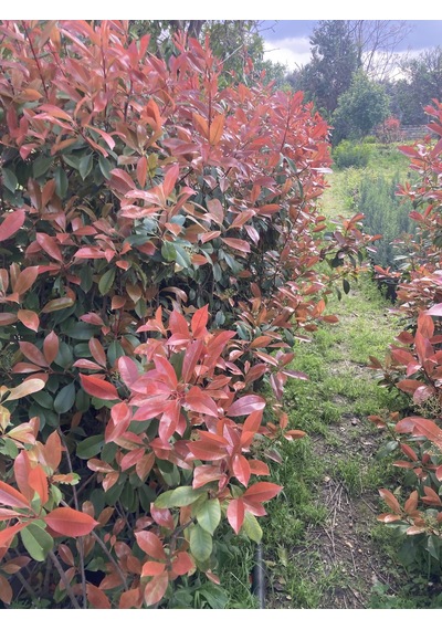 Alev Çalısı Fidanı 150-200 Cm Photinia Red Robin Gösterişli Çit Ve Peyzaj Bitkisi