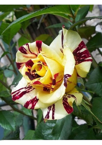 Avantajlı Yediveren Aşılı Sihirbaz Abrakadabra Gül Fidanı 1 Adet Saksılı 50-90 Cm Wizard Rose
