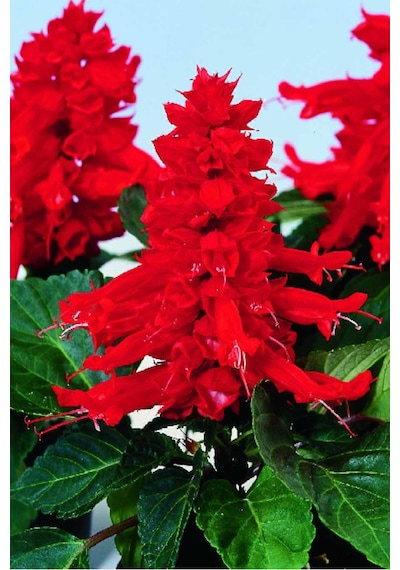 Ateş Çiçeği Tohumu Salvia Splendens