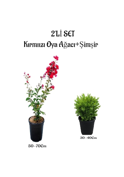 Kırmızı Renk Oya Ağacı Fidanı+ Çalı Şimşiri 2'li Set Saksılı Dış Mekan Bitkisi