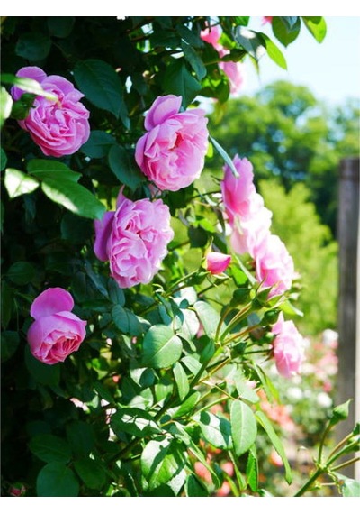 Vidolu Isparta Gülü Reçellik Pembe Renkli 20 50 Cm 1 Adet Aşılı Gül Pink Rose