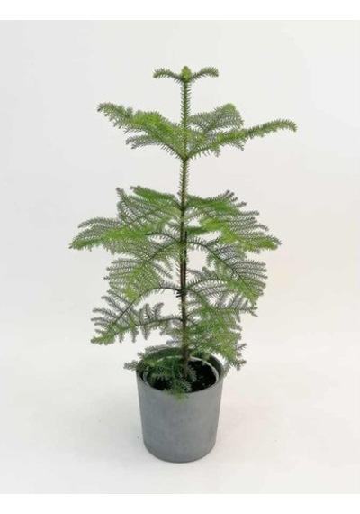 Arokarya Tohumu 3 Tohum Salon Çamı Araucaria + Tohu