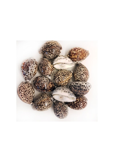 Tiger Cowrie Kiloluk Deniz Kabuğu (1 Kg)