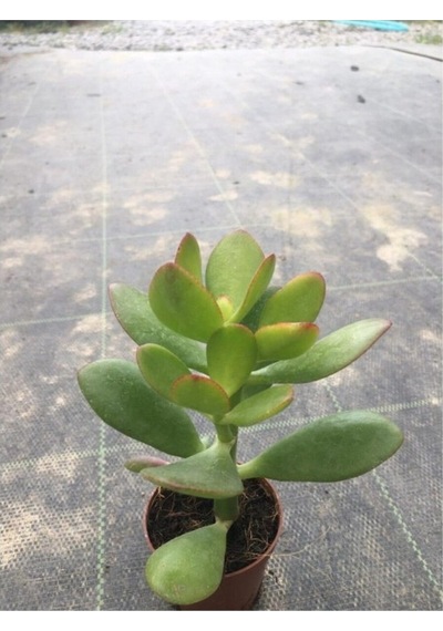 Para Çiçeği Fidesi Fidanı 10-20 Cm