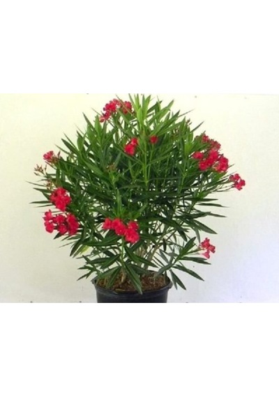 Serada Decor Plant Kırmızı Bodur Zakkum Çiçeği Fidanı 60 Cm Saksılı