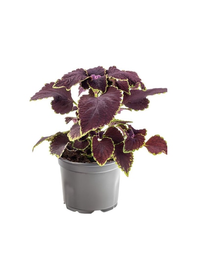 Nadir Tür Mor Renk Yaprak Güzeli Çiçeği 1 Adet Kolyos Purple Coleus