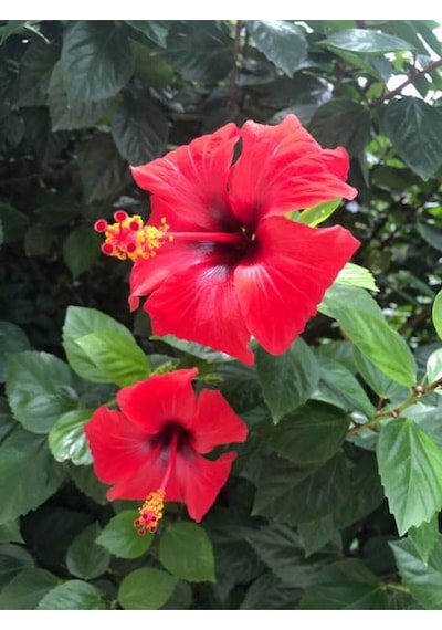 Videolu Japon Gülü Çiçeği Fidanı 3'lü Sarı Kırmızı Turuncu 40-60 Cm Saksılı Çiçekli Bodur Hibiscus