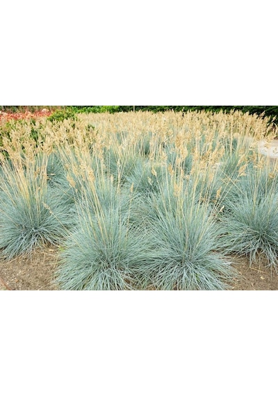 Mavi Çim Festuca Glauca 3 Adet