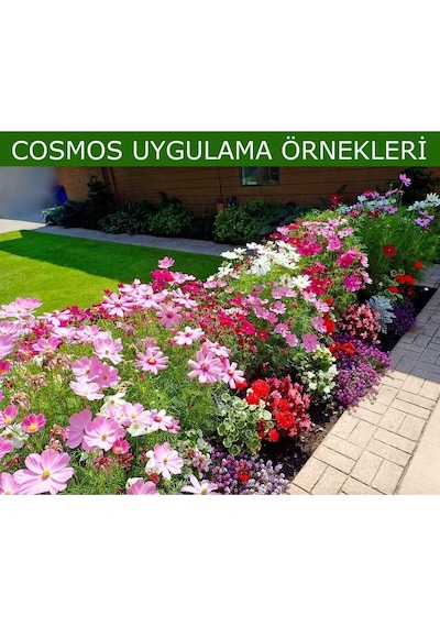 Picotee Cosmos Çiçeği Tohumu Kozmos Çiçeği