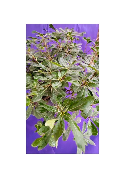 Pittosporum Büyük Boy