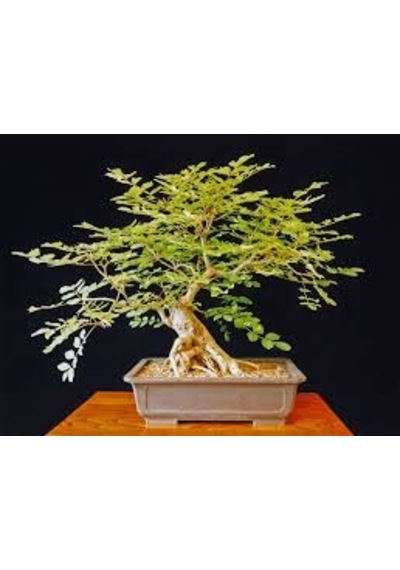 Bodur Dişbudak Bonzai Ağacı Tohumu 5 Tohum + Bonsai Tohumu