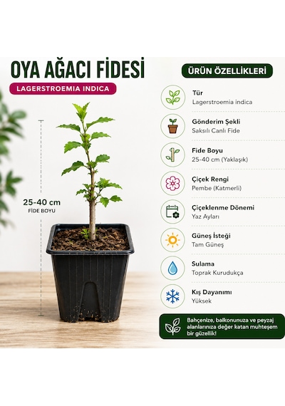 Oya Ağacı Fidesi Lagerstroemia Indica Saksılı Canlı Fide 25-40 Cm Yaz Boyu Çiçekli 1