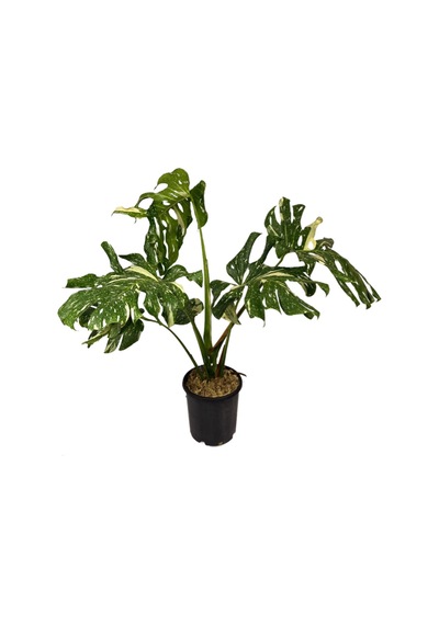 Monstera Deliciosa 'Thai Constellation' (Deve Tabanı) Ø19 CM Y90-100 CM