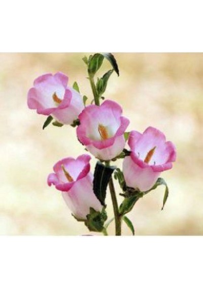 Pembe Kadeh Çiçeği Tohumu Ekim Seti