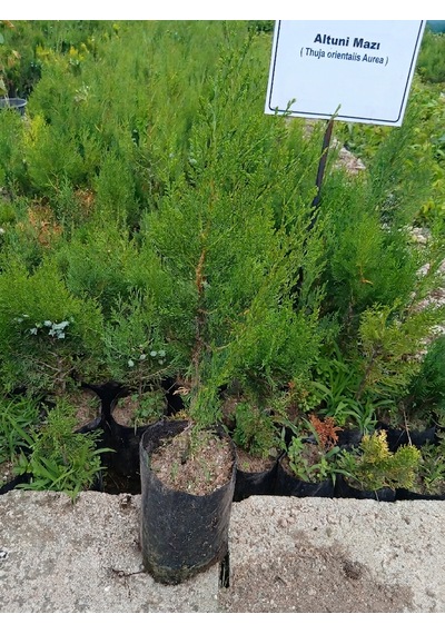 Altuni Mazı Fidanı Thuja Orientalis Aurea Tüplü Herdem Yeşil Bahçe Çit Bitkisi