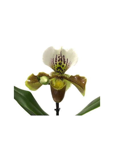 Paphiopedilum Insigne (Terlik Orkide)
