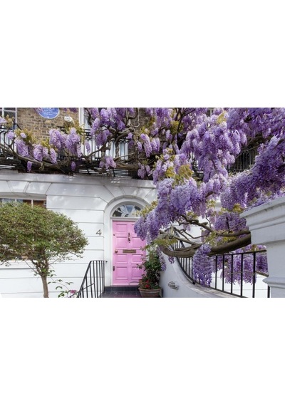 Mor Salkım Fidanı Wisteria Sinensis 80-100 Cm 2 Adet