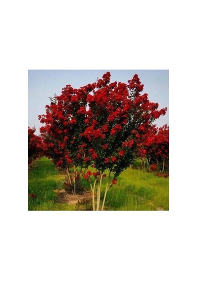Kırmızı Çiçekli Oya Ağacı Fidanı 30-50 Cm