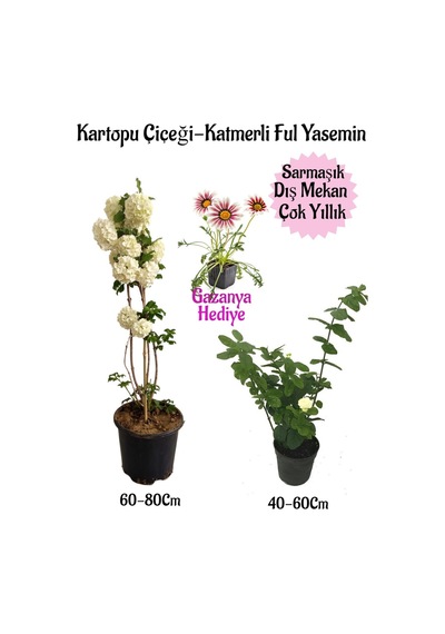 Kartopu Çiçeği 1 Adet+katmerli Ful Yasemin1 Adet+pembe Gazanya Hediyeli Saksılı Bahçe Seti