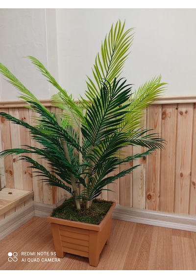 Areka 4 Bambu Gövdeli Palmiye Ağacı Kare Saksıda