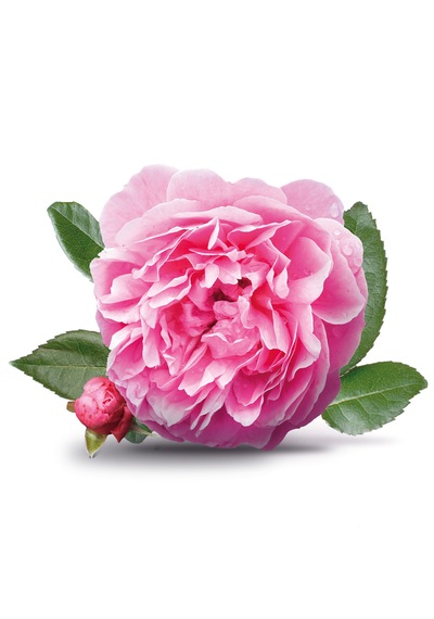 Daye Hatun Rosa Damascena Isparta Gül Sirkesi / Rose Vinegar