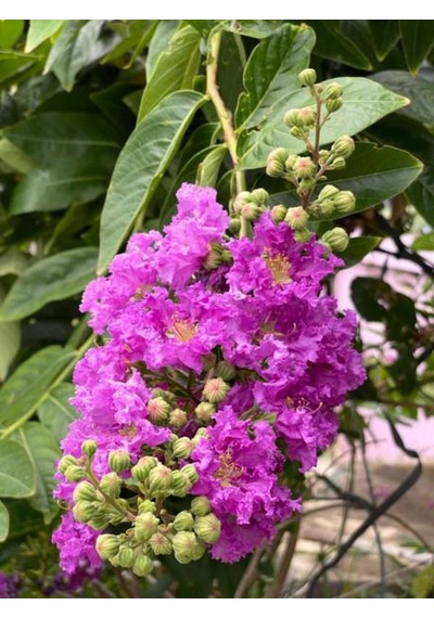 Favori Ürün Mor Renkli Oya Çiçeği Fidanı 40 85 Cm 1 Adet Saksılı Lagerstroemia Indica