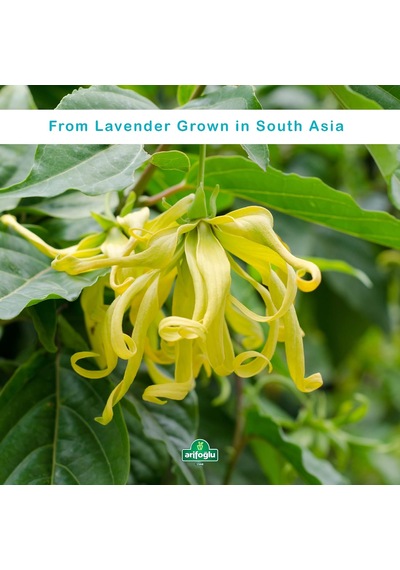 Ylang Ylang Yağı 20 Ml Diğer 66019920