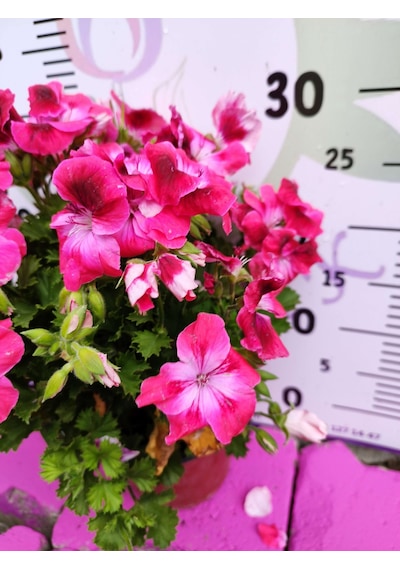 Pembe Ceylangözü Sardunya Pelargonium Domesticum - Renkli Süs Bitkisi