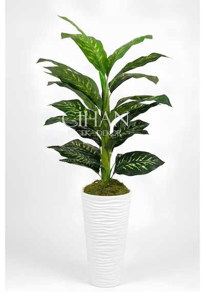 Yapay Difenbahya Ağacı - 57x30 Dekoratif Kumsal Saksılı 160 Cm Beyaz