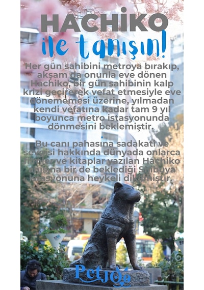 Petjoo 19.Hachiko Mavi-Gri Qr'lı Köpek Künyesi