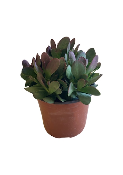 Senecio Jacobsenii (Sukulent) Ø12 CM Y20-25 CM