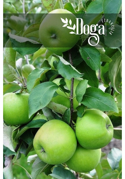 2 Adet Aşılı Yeşil Elma Granny Smith Fidanı 3 Yaş