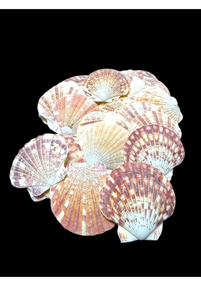 Deniz Kabukları 100 Gr No-7-vixilliumnaturel