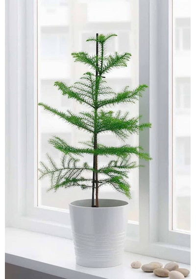 Arokarya Çamı Salon Çamı 80 Cm 2 Adet