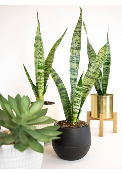 Yeşil Kılıç Bitkisi Paşa Kılıcı Dolgun Formlu 20-40 Cm Modern İç Mekan Çiçeği