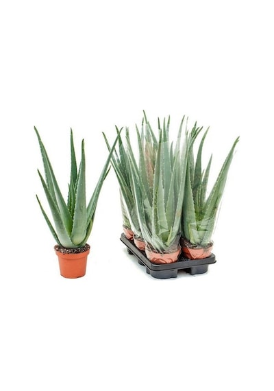 Aloe Vera Sarı Sabır 10 Adet