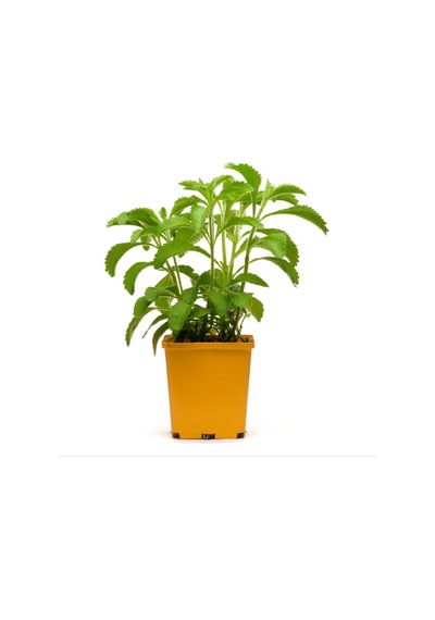 Paket 100 Tohum Stevia Tohumu Şekerotu Tohumu Şeker Otu