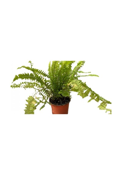 Love Stairs Seedling Aşk Merdiveni Fidanı Fujer Nephrolepis 10-20 Cm
