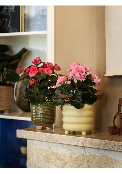 Begonya Begonia Pembe Renk 10 Adet